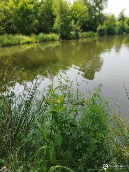 Nemilanská pískovna